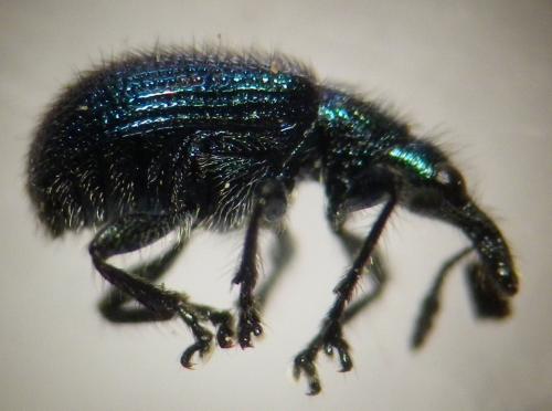 Réf. 270 927 : Involvulus caeruleus